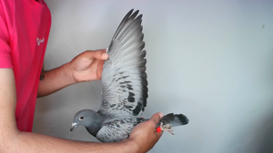 Pigeon image
