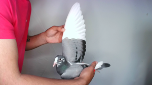 Pigeon image