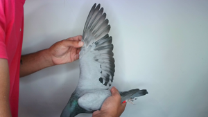 Pigeon image