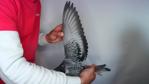 Pigeon image