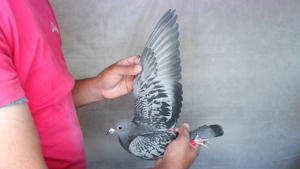 Pigeon image