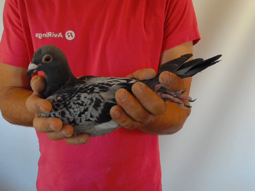Pigeon image