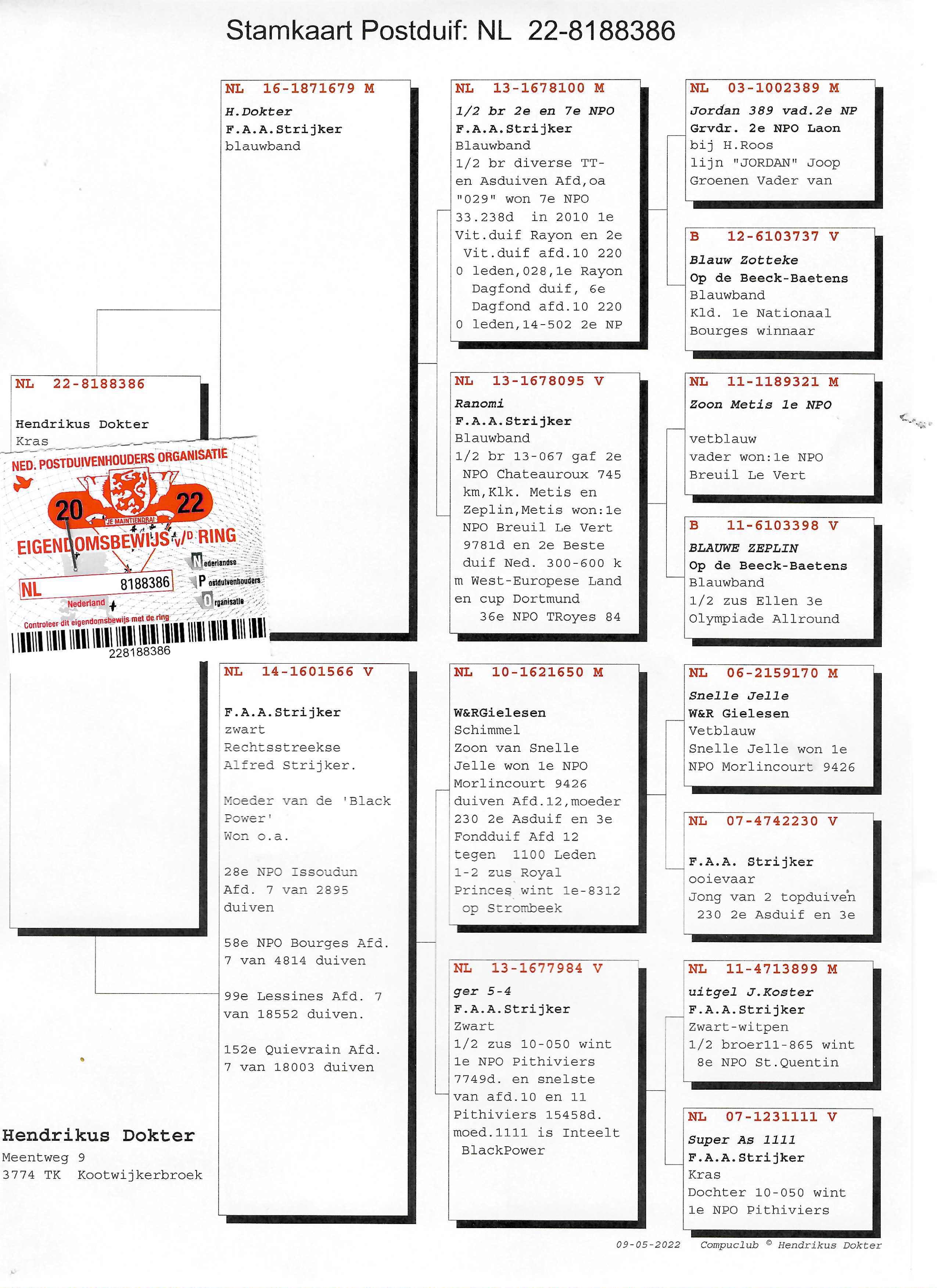 Pigeon pedigree image