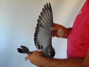 Pigeon image