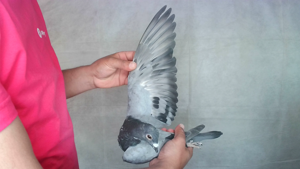 Pigeon image