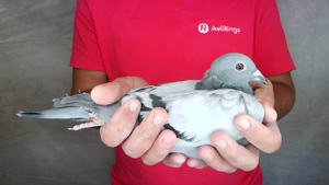 Pigeon image