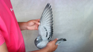 Pigeon image
