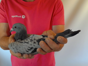 Pigeon image