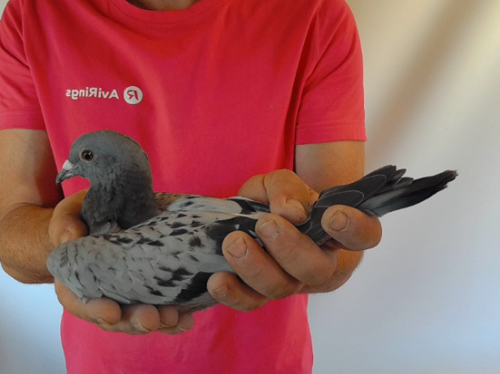 Pigeon image