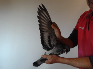 Pigeon image