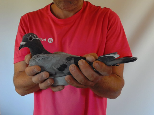 Pigeon image