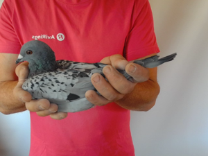 Pigeon image