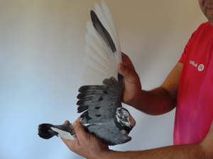 Pigeon image