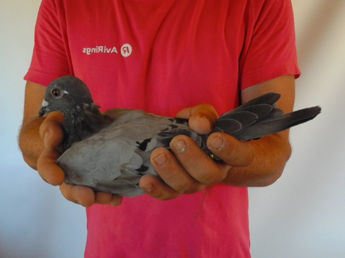 Pigeon image