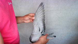 Pigeon image