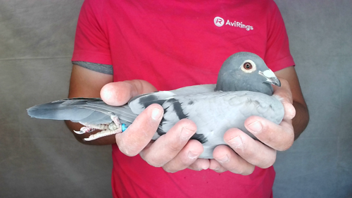 Pigeon image
