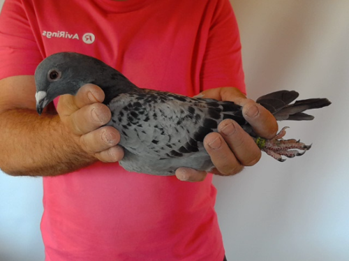 Pigeon image