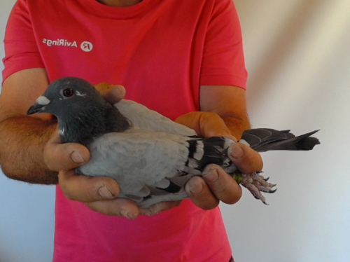 Pigeon image