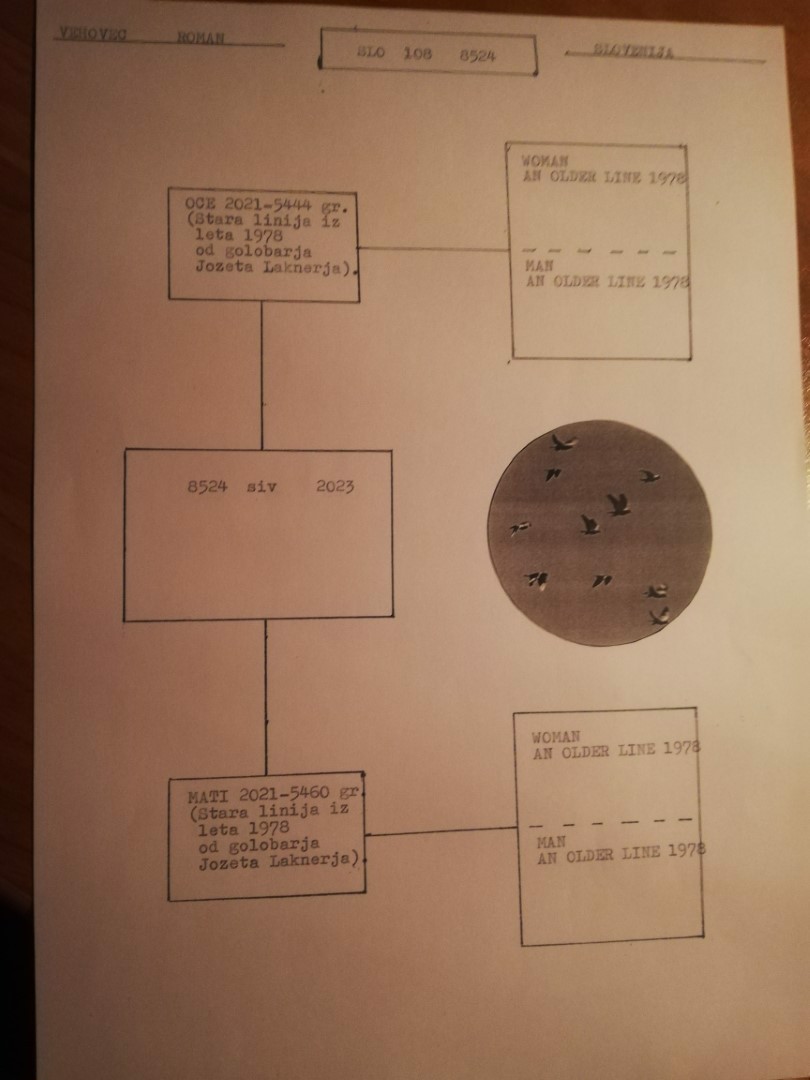 Pigeon pedigree image