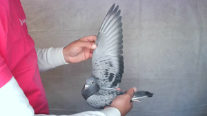 Pigeon image
