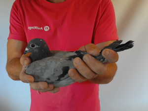 Pigeon image