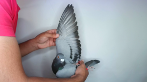 Pigeon image