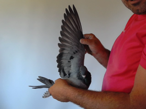 Pigeon image