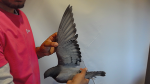 Pigeon image