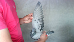 Pigeon image