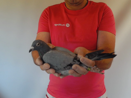 Pigeon image