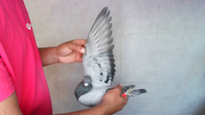 Pigeon image