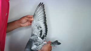 Pigeon image