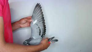 Pigeon image