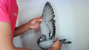 Pigeon image