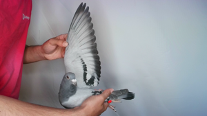 Pigeon image