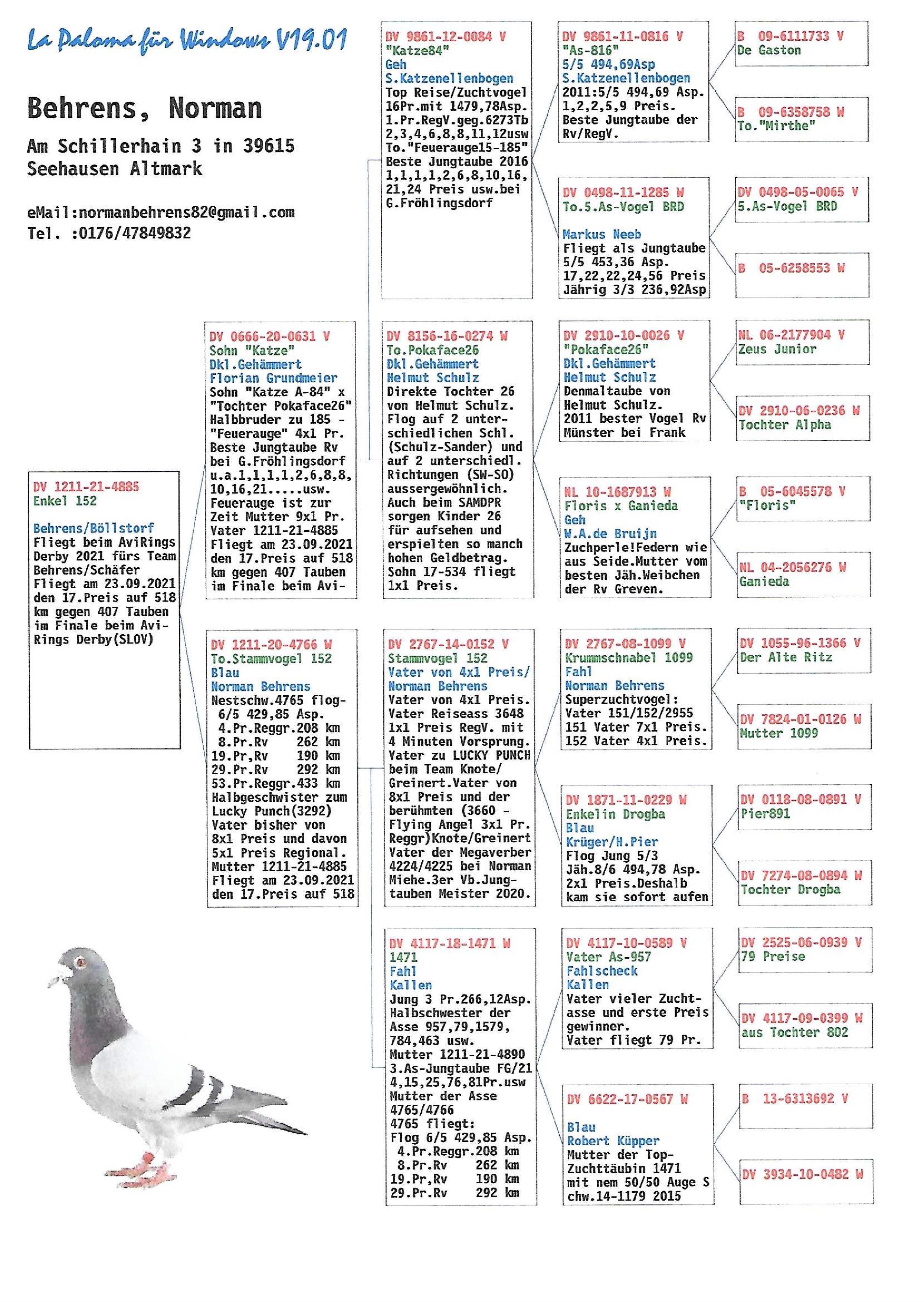 Pigeon pedigree image