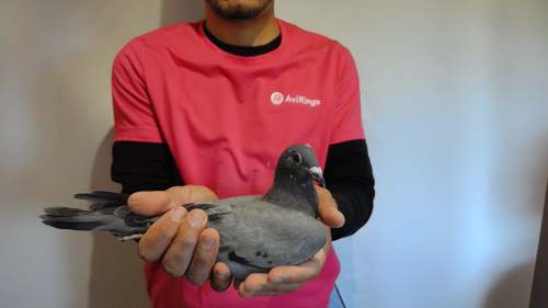 Pigeon image