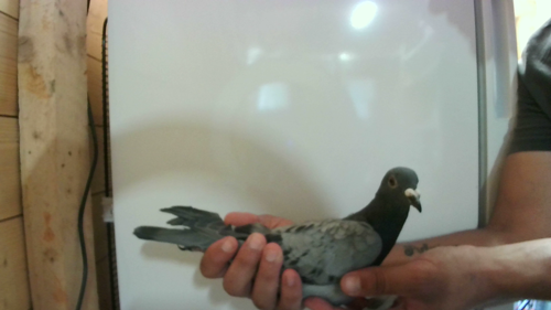 Pigeon image