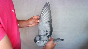 Pigeon image