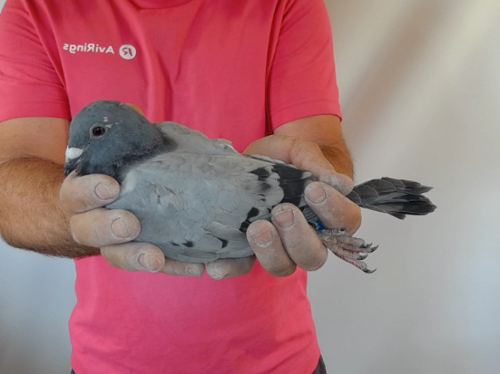 Pigeon image