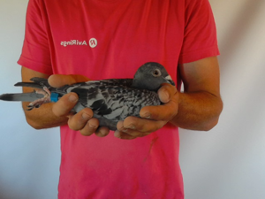 Pigeon image