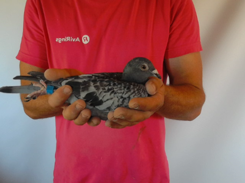 Pigeon image