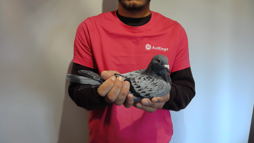 Pigeon image