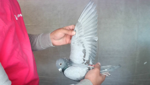 Pigeon image