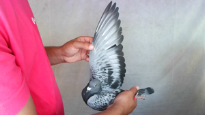 Pigeon image