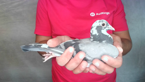 Pigeon image