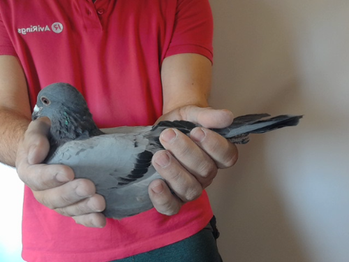 Pigeon image