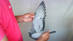Pigeon image