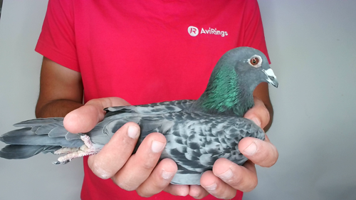 Pigeon image