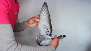 Pigeon image